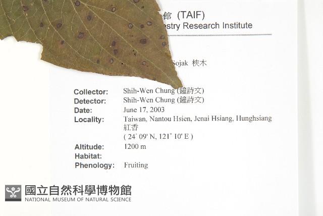 梜木藏品圖，第2張