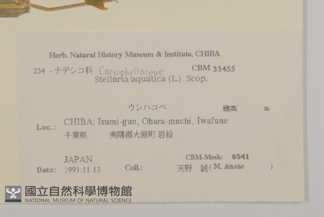 鵝兒腸藏品圖，第2張