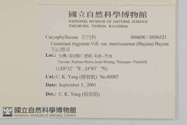 玉山卷耳藏品圖，第2張