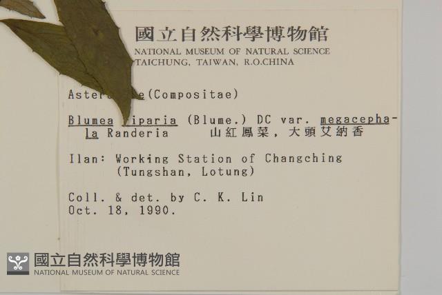 大頭艾納香藏品圖，第2張