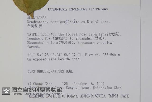 臺灣樹參藏品圖，第2張