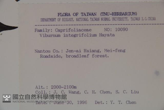 玉山糯米樹、狹葉糯米樹藏品圖，第2張