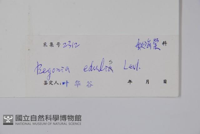 葡萄秋海棠藏品圖，第2張