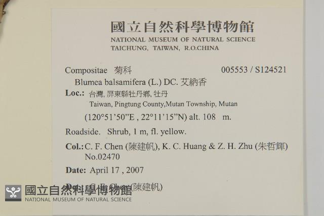 艾納香藏品圖，第2張