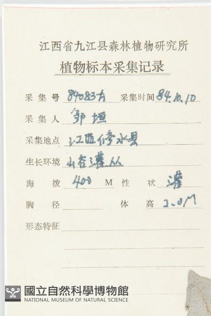 小葉胡頹子藏品圖，第2張