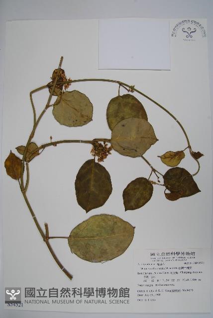 臺灣牛嬭菜藏品圖，第1張