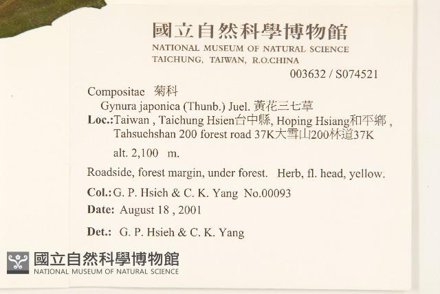 黃花三七草藏品圖，第2張