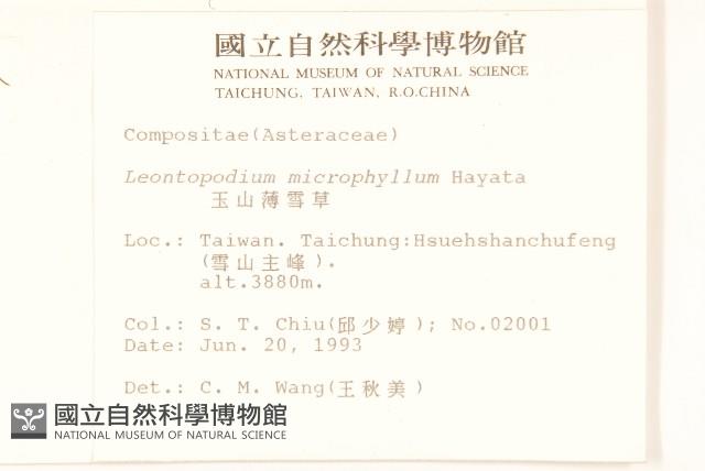 玉山薄雪草藏品圖，第2張