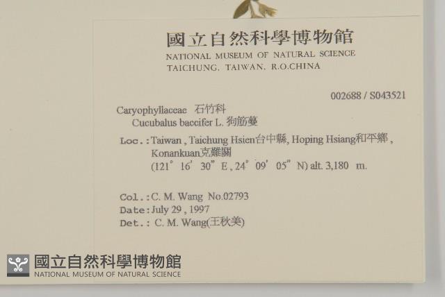 狗筋蔓藏品圖，第2張