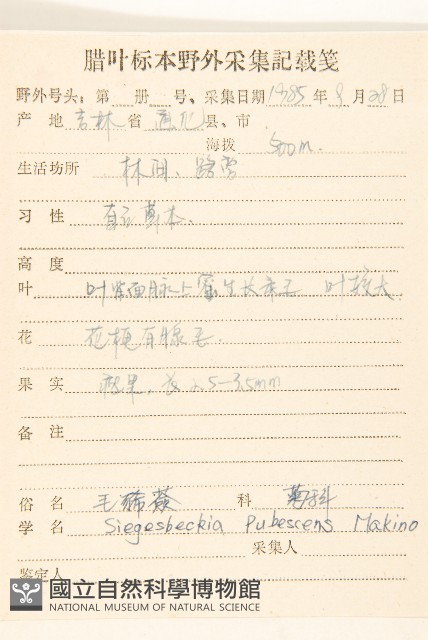 腺梗豨薟藏品圖，第2張
