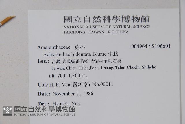 牛膝藏品圖，第2張