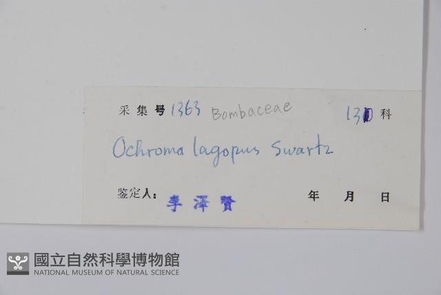 西印度白塞木藏品圖，第2張