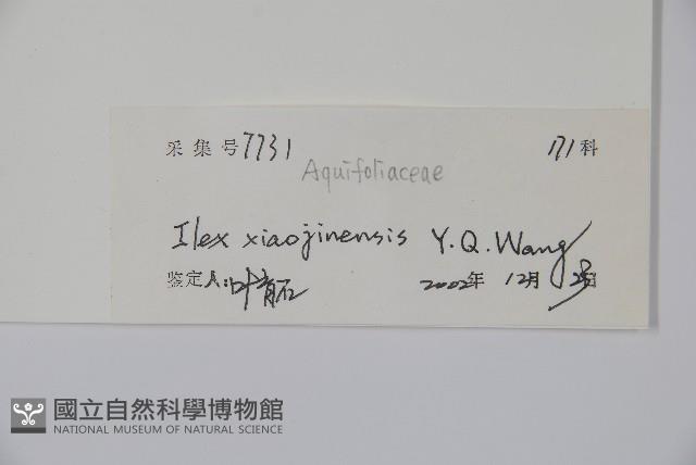 小金冬青藏品圖，第2張