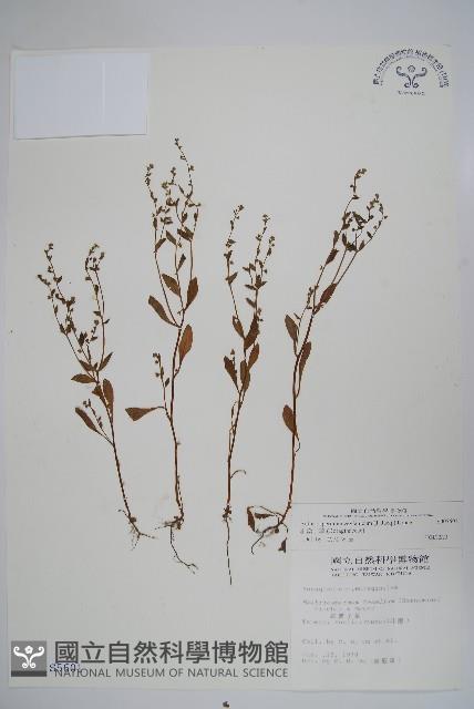 細纍子草藏品圖，第1張