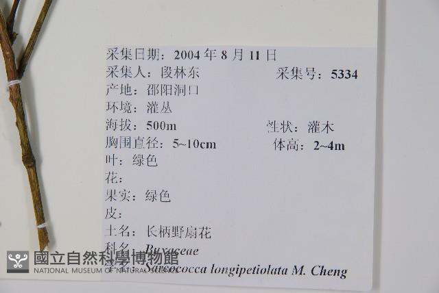 長葉野扇花藏品圖，第2張