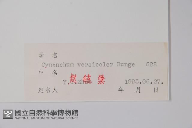 變色白前藏品圖，第2張