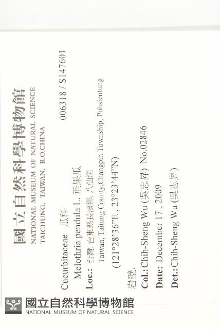 垂果瓜藏品圖，第2張