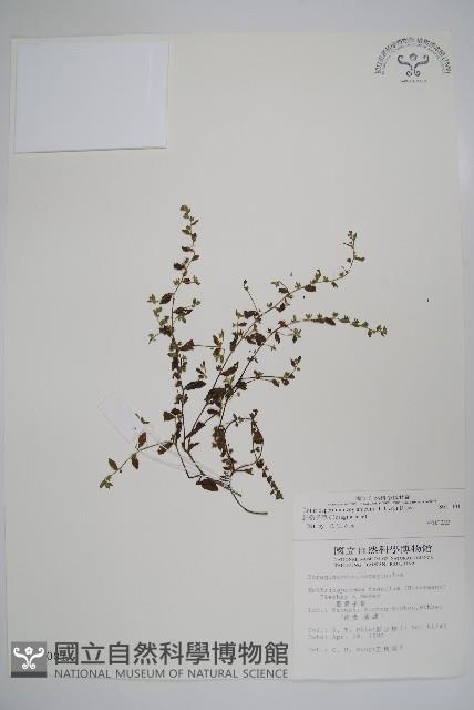 細纍子草藏品圖，第1張