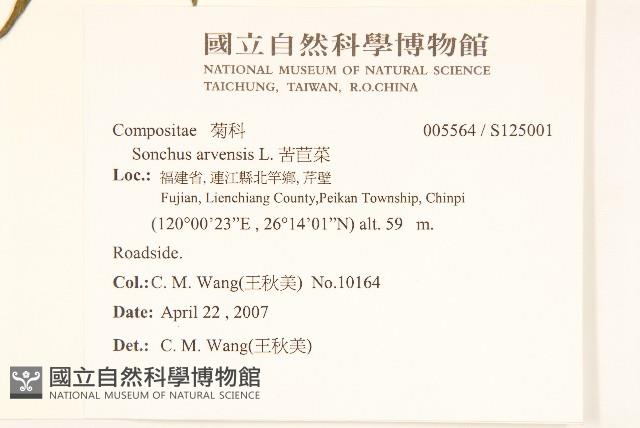 苦苣菜藏品圖，第2張