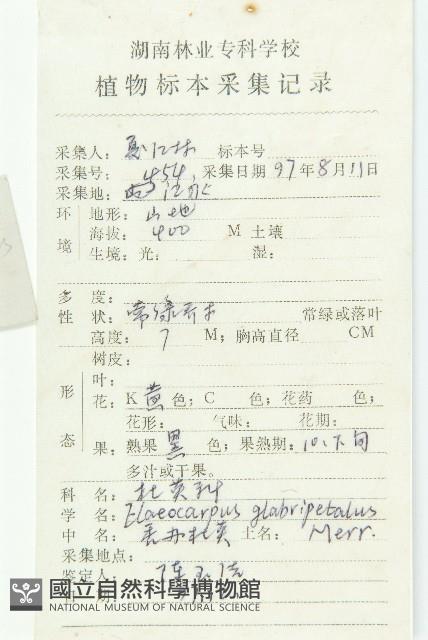 禿瓣杜英藏品圖，第2張