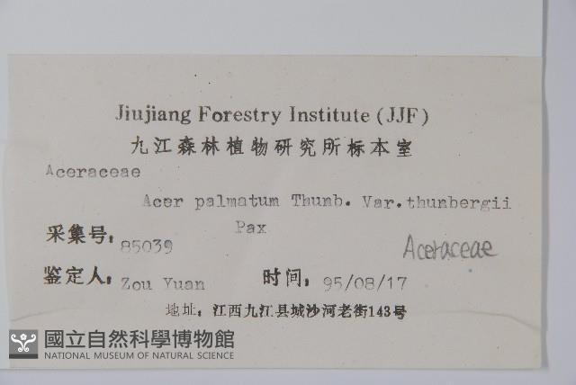 小雞爪槭藏品圖，第2張