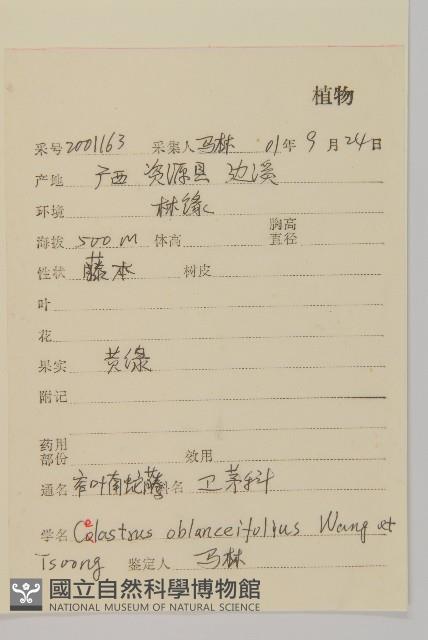 窄葉南蛇藤藏品圖，第2張