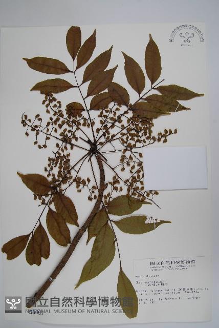 木蠟樹、山漆藏品圖，第1張