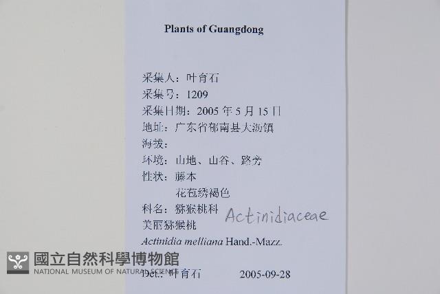 美麗獼猴桃藏品圖，第2張