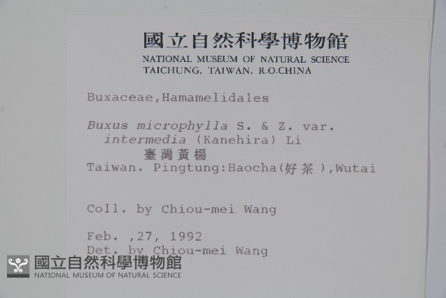 臺灣黃楊藏品圖，第2張