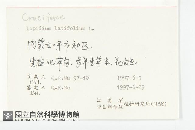 寬葉獨行菜藏品圖，第2張