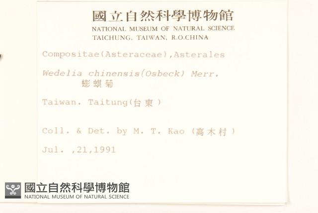 蟛蜞菊藏品圖，第2張