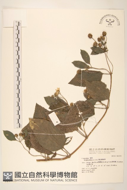 雙花蟛蜞菊藏品圖，第1張