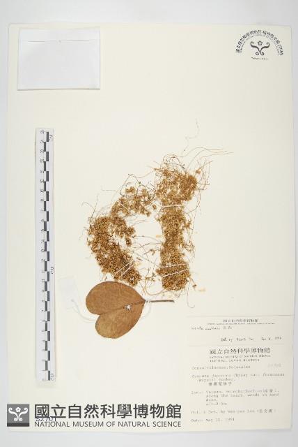 菟絲子藏品圖，第1張