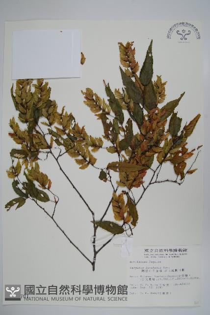 阿里山千金榆藏品圖，第1張