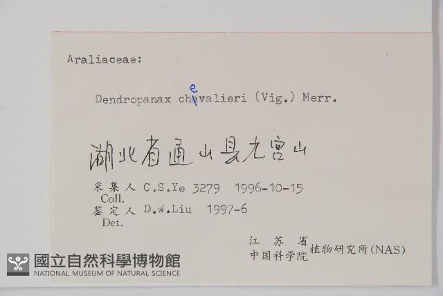 樹參藏品圖，第2張