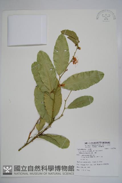 小刺山柑藏品圖，第1張