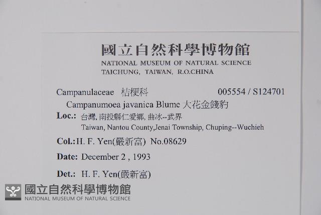 大花金錢豹藏品圖，第2張