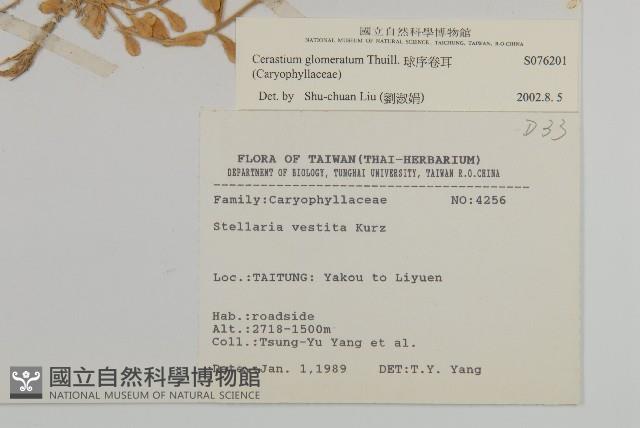 球序卷耳藏品圖，第2張