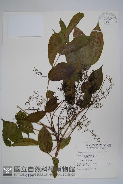 木蠟樹、山漆藏品圖，第1張