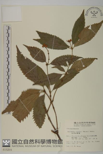 草珊瑚、紅果金粟蘭藏品圖，第1張