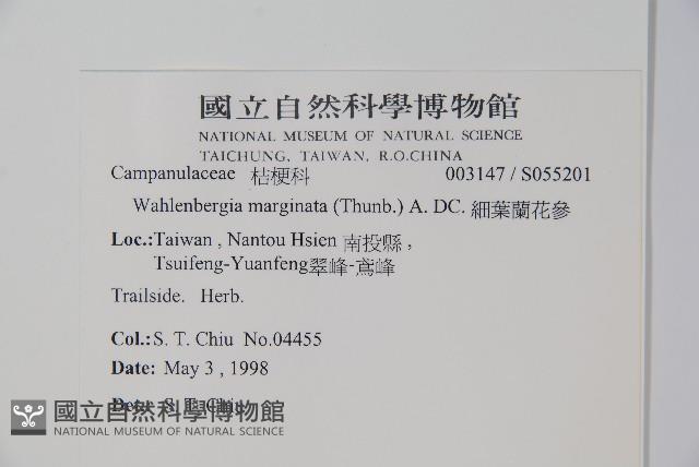 細葉蘭花參藏品圖，第2張