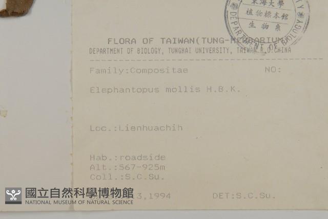 地膽草、毛蓮菜藏品圖，第2張