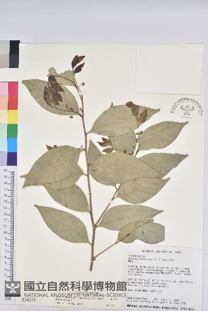 交力坪鐵色藏品圖，第1張