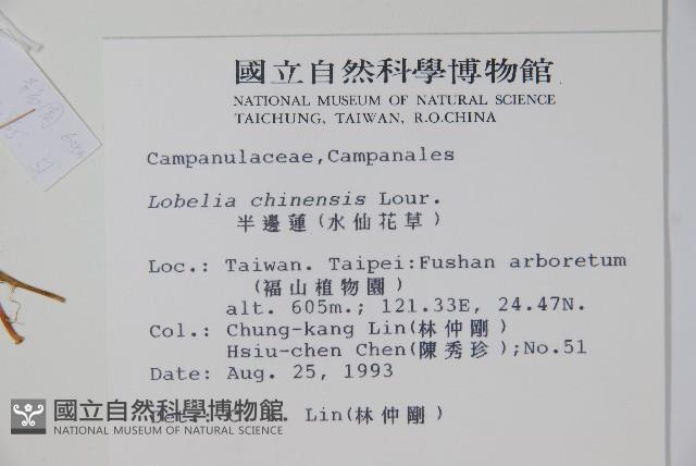 半邊蓮、鐮磨仔草藏品圖，第2張