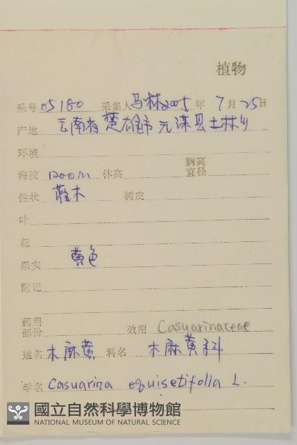 木麻黃藏品圖，第2張