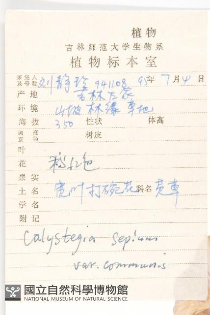 寬葉打碗花藏品圖，第2張