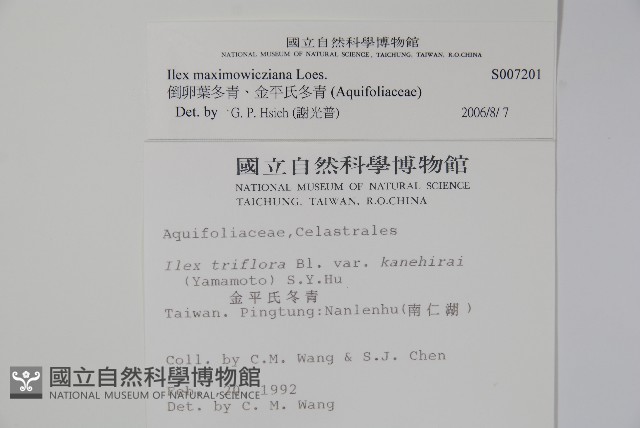 倒卵葉冬青、金平氏冬青藏品圖，第2張