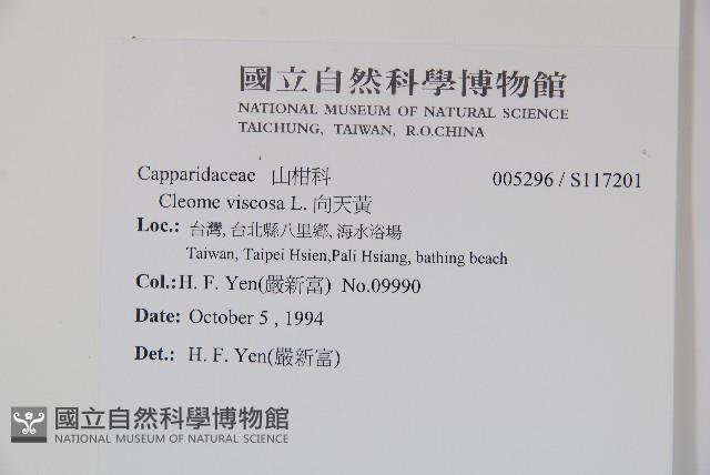 向天黃藏品圖，第2張