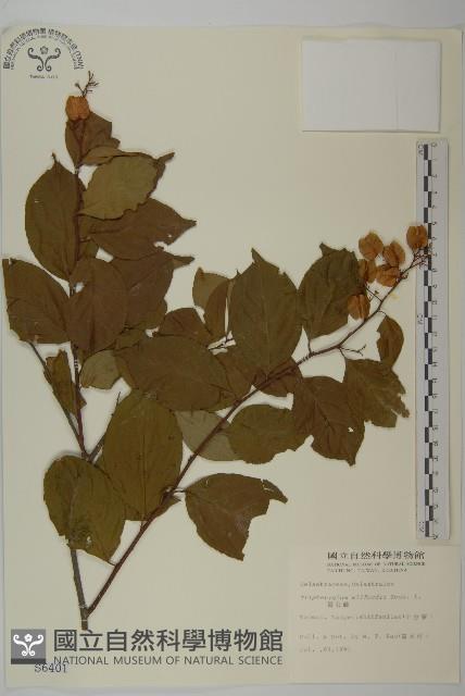 Wilford three-wing-nut Collection Image, Figure 1, Total 2 Figures