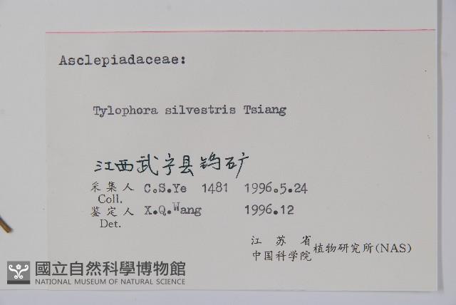 貴州娃兒藤藏品圖，第2張